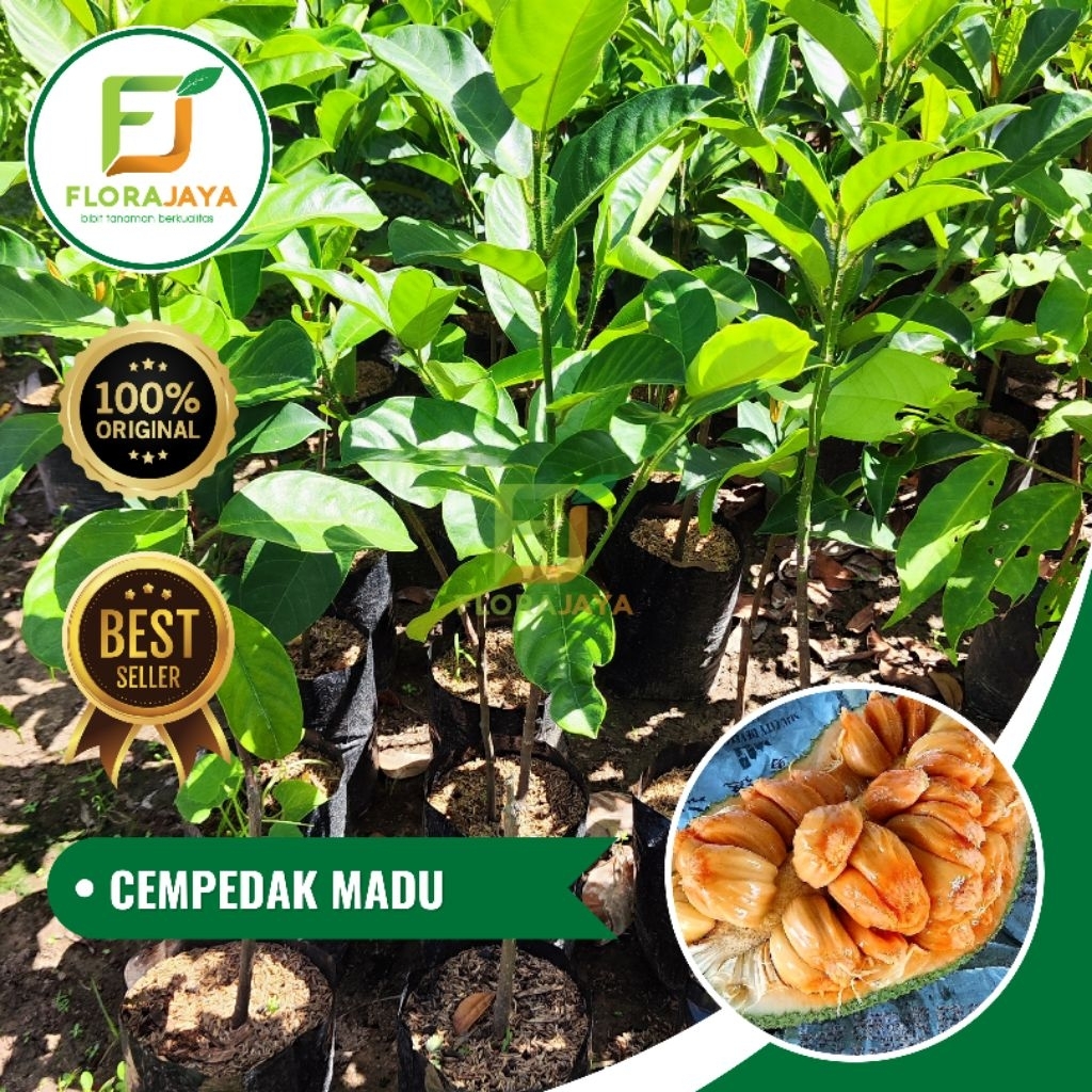 BIBIT CEMPEDAK MADU OKULASI