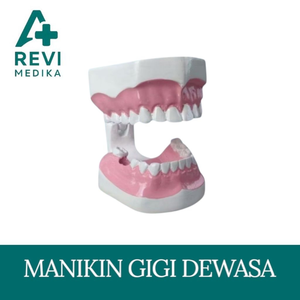 Phantom Manikin Gigi Dewasa / Phantom Manekin Gigi Dewasa
