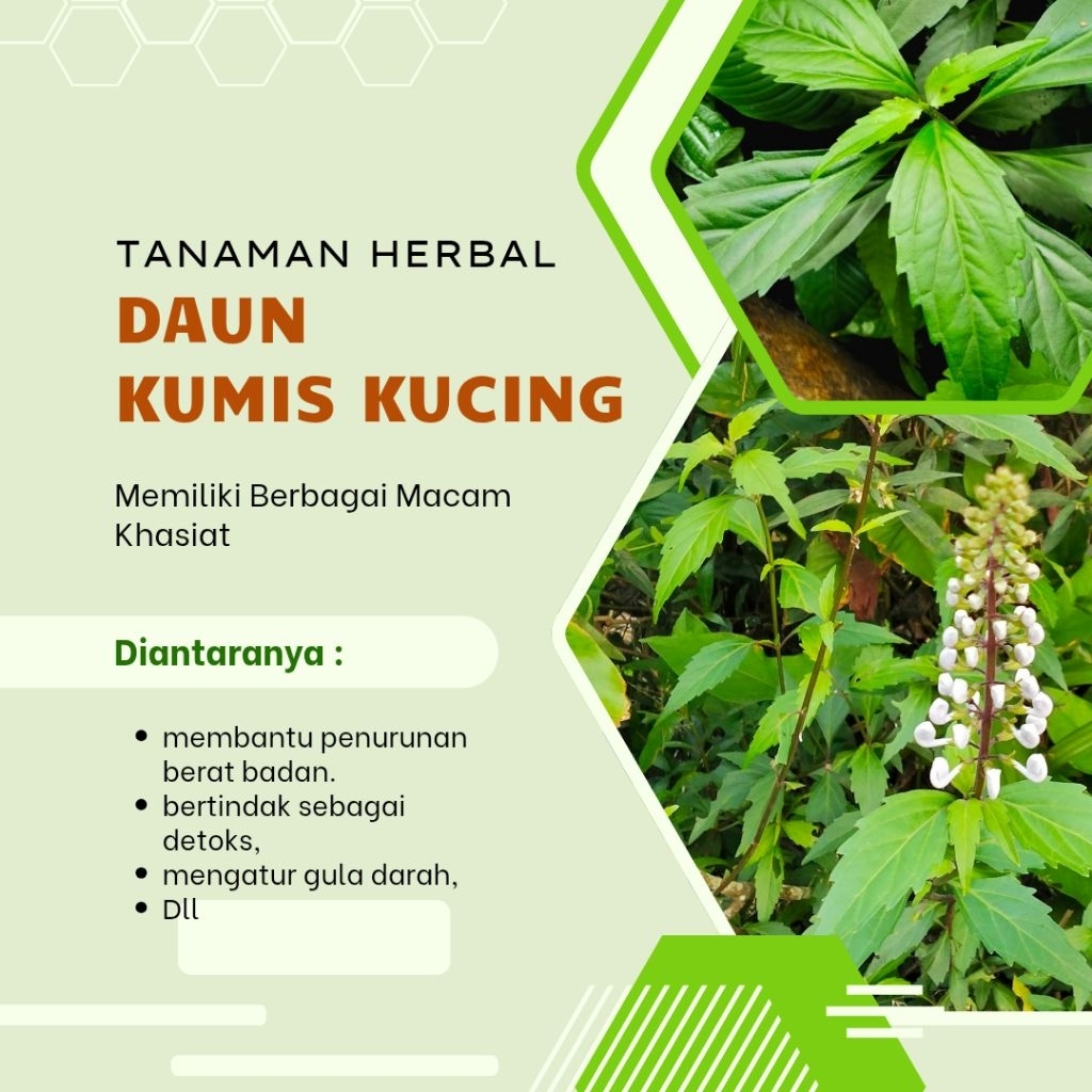 

Daun Kumis Kucing Obat Herbal Tradisionala Alami Langsung Petik Segar
