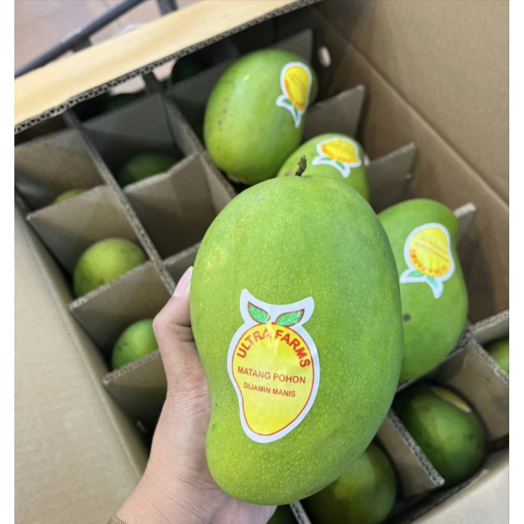 

mangga harumanis matang pohon / mangga Suluhan / 1 kg