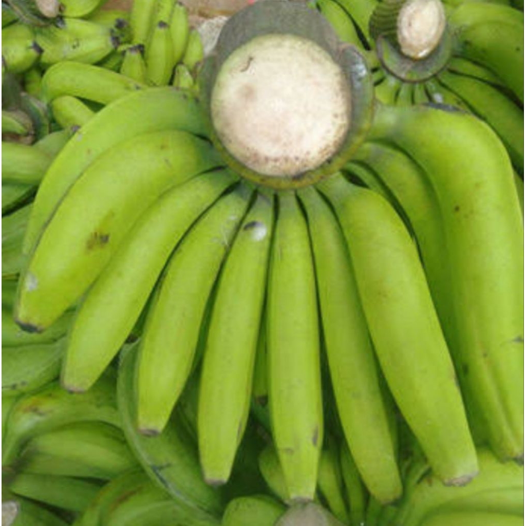 

pisang hijau ambon 1 lirang pilihan bppn