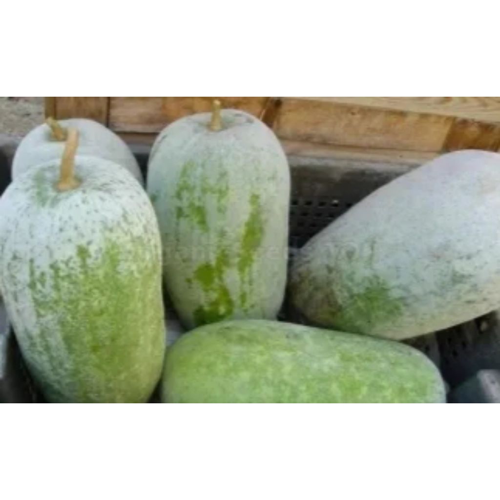 

bligo buah kundur 1kg