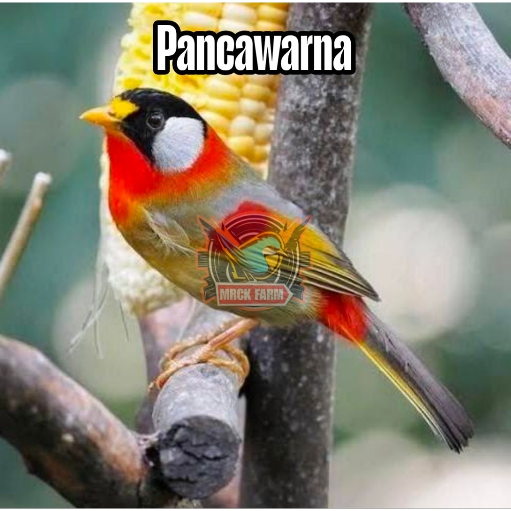 

Telur burung Pancawarna fertil siap ditetaskan