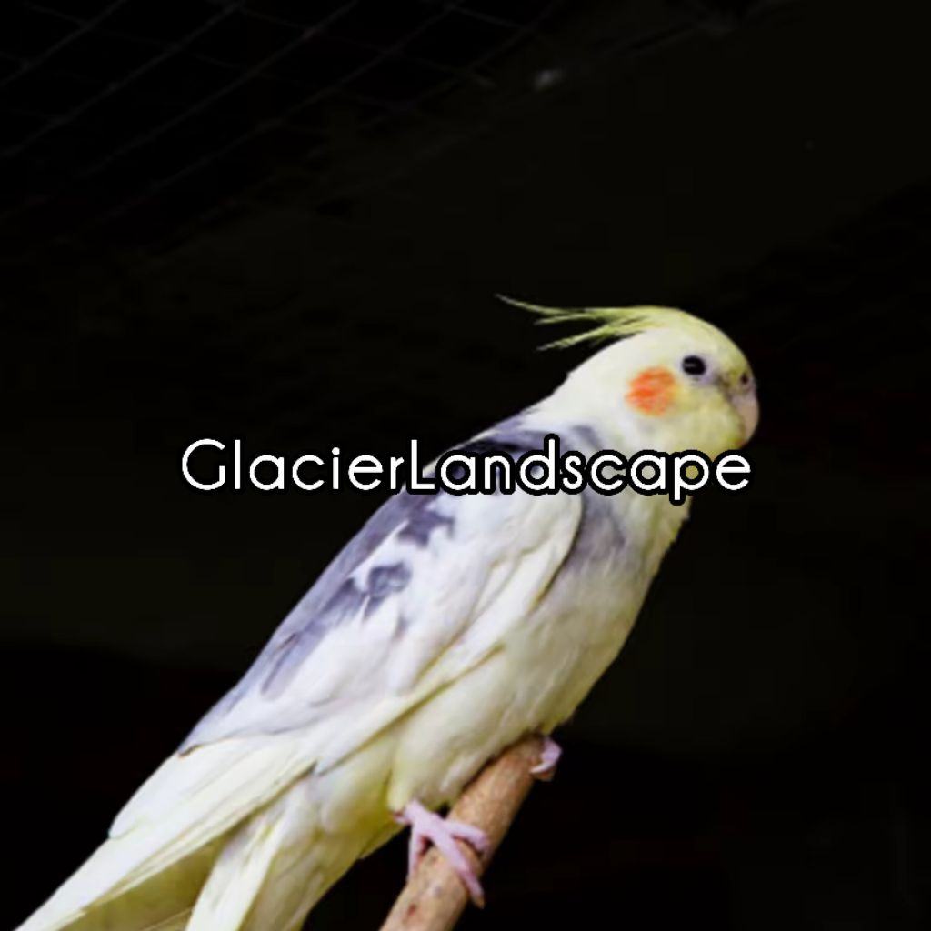 

PROMO!! BELI 1 GRATIS 1!! Telur fertil Beo corella siap tetas 100% fertil