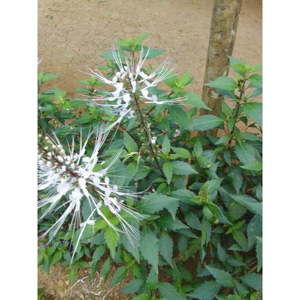 

Daun Kumis Kucing Segar Herbal Pencegah Dan Mengatasi Batu Ginjal 500 Gram Asli Alami