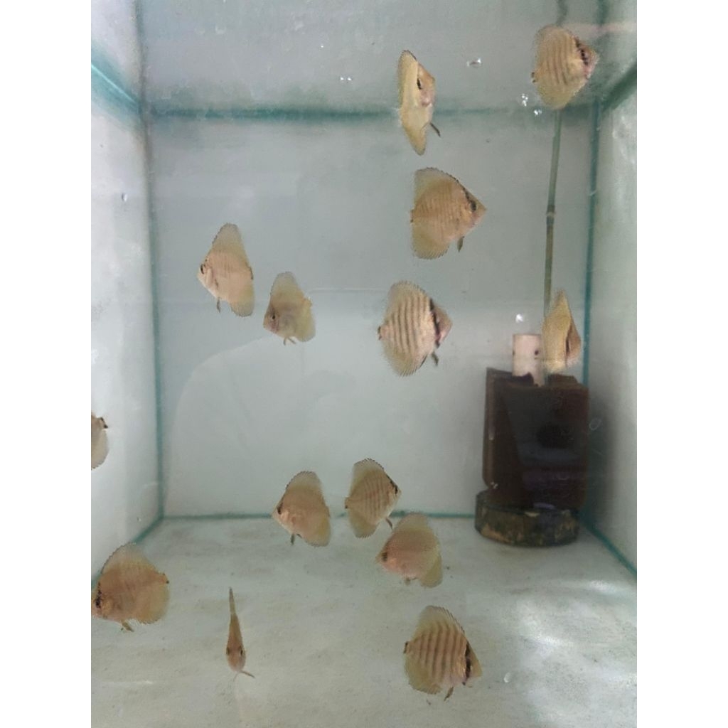Discus Leopard Snake Skin (LSS)