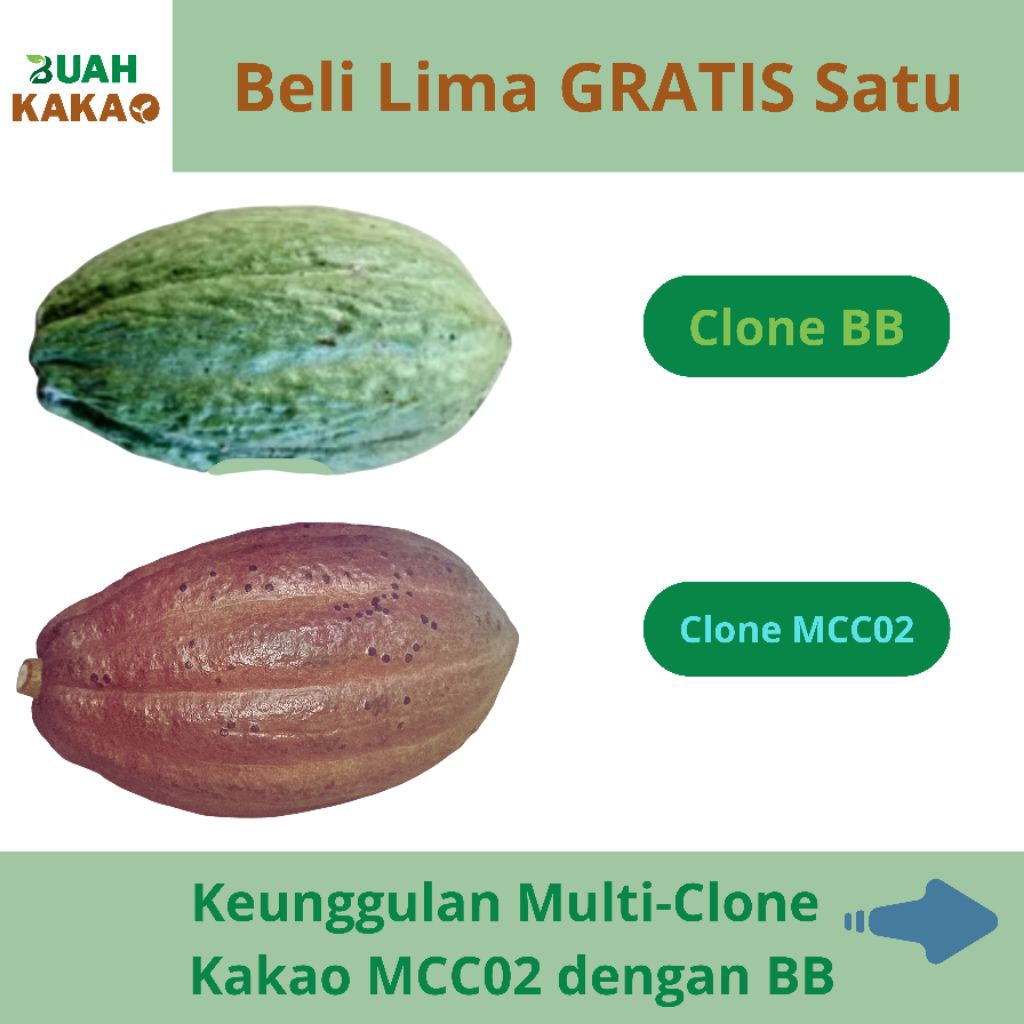 

Buah segar kakao glondongan clone mcc02, s1, BB. bisa dinikmati langsung dan bisa buat benih, dipetik langsung dari kebun