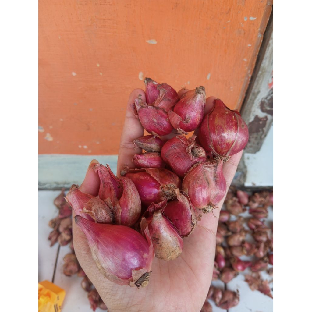 

bawang merah jawa 1kg
