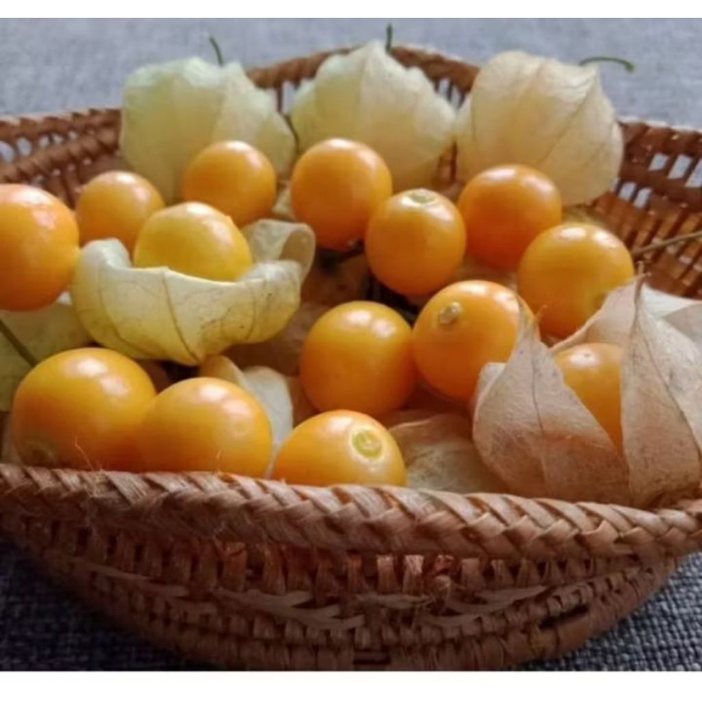 

Buah Ciplukan Golden berry 100gram/pack