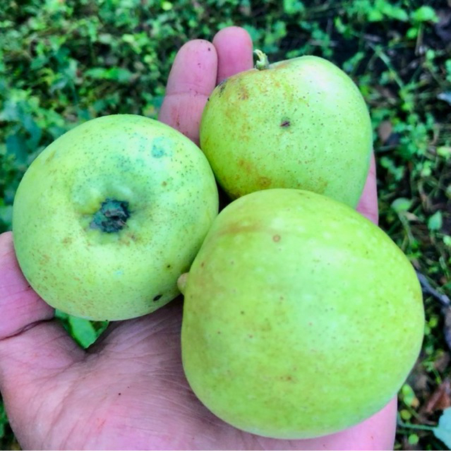 

Apel Manalagi Manis Fresh Asli Kota Batu Malang 1kg