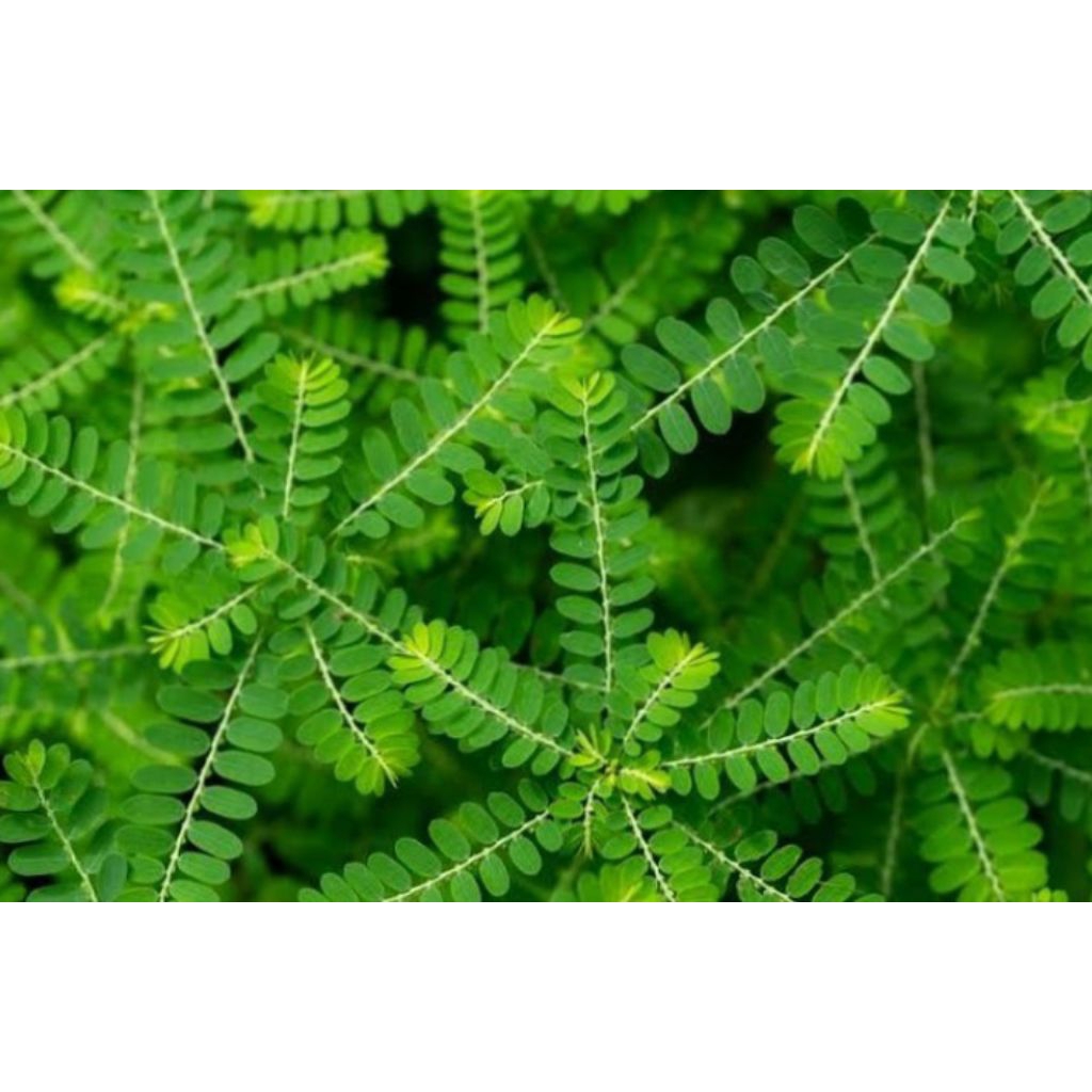 

Daun Meniran obat herbal 100gram