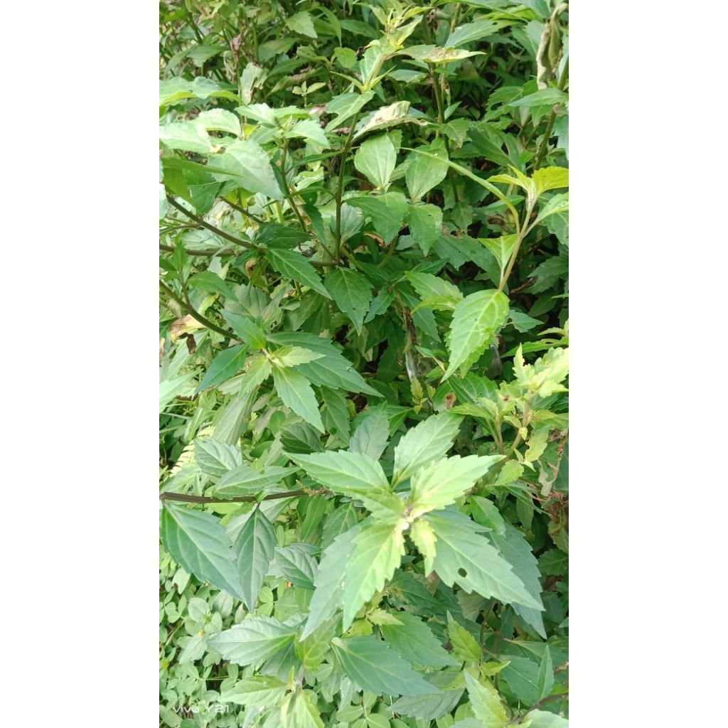 

daun kumis kucing+batang segar 250gram