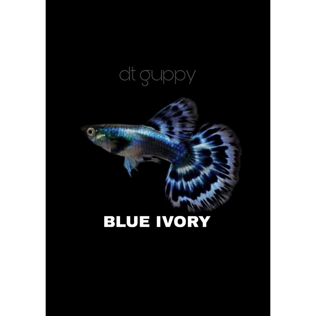 stiker guppy Blue ivory