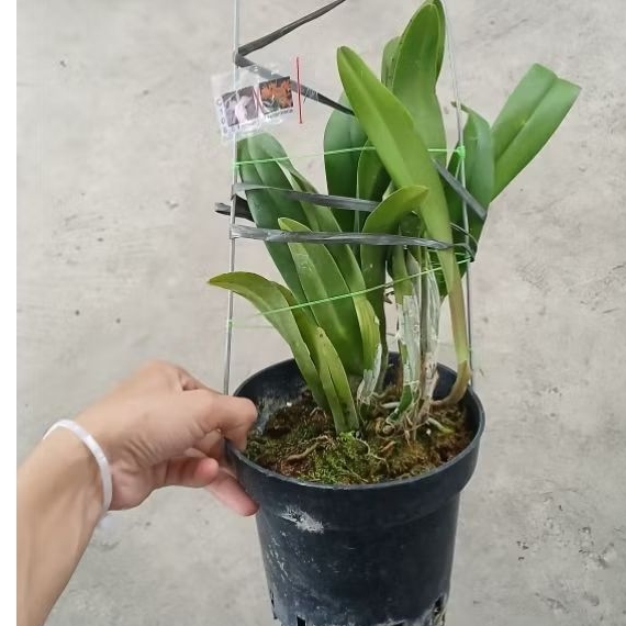 Karantina Anggrek Catleya Dewasa
