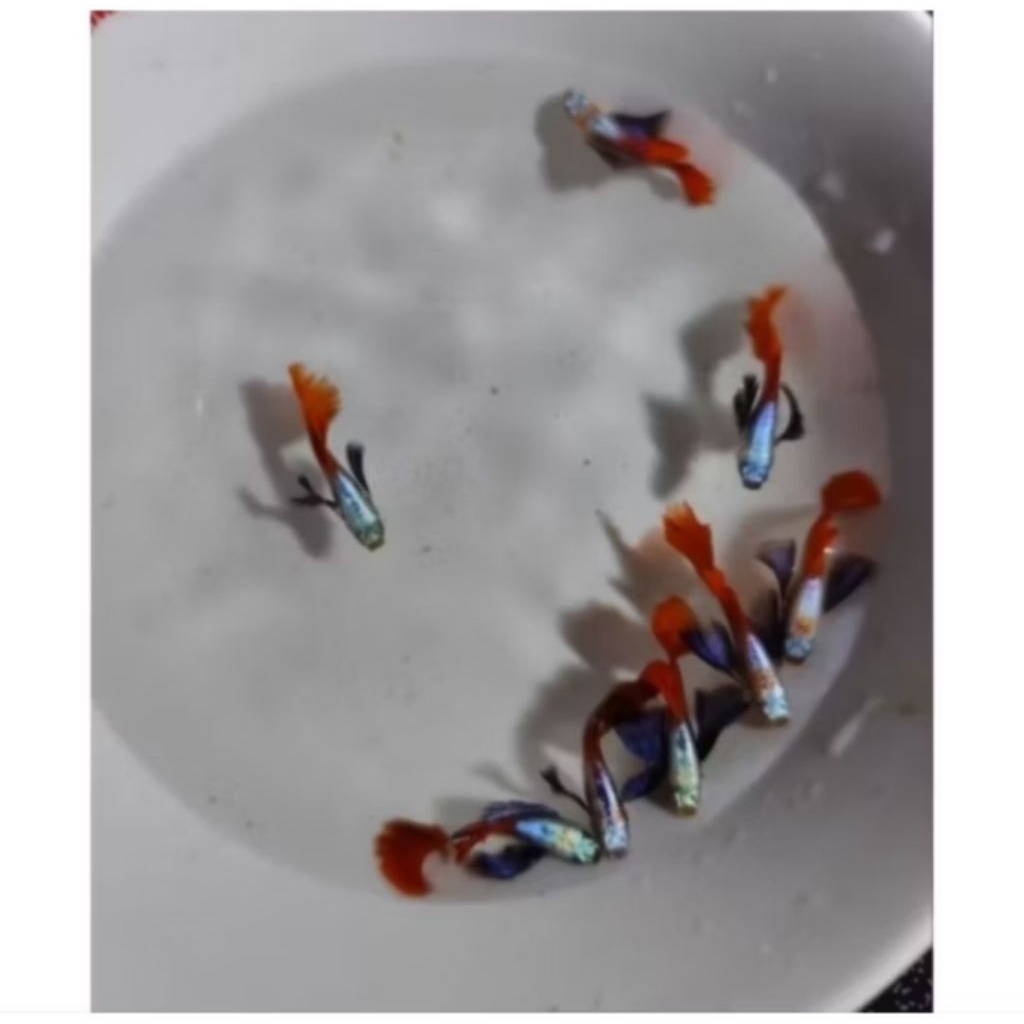 Guppy PRTDE (Per pasang) size indukan