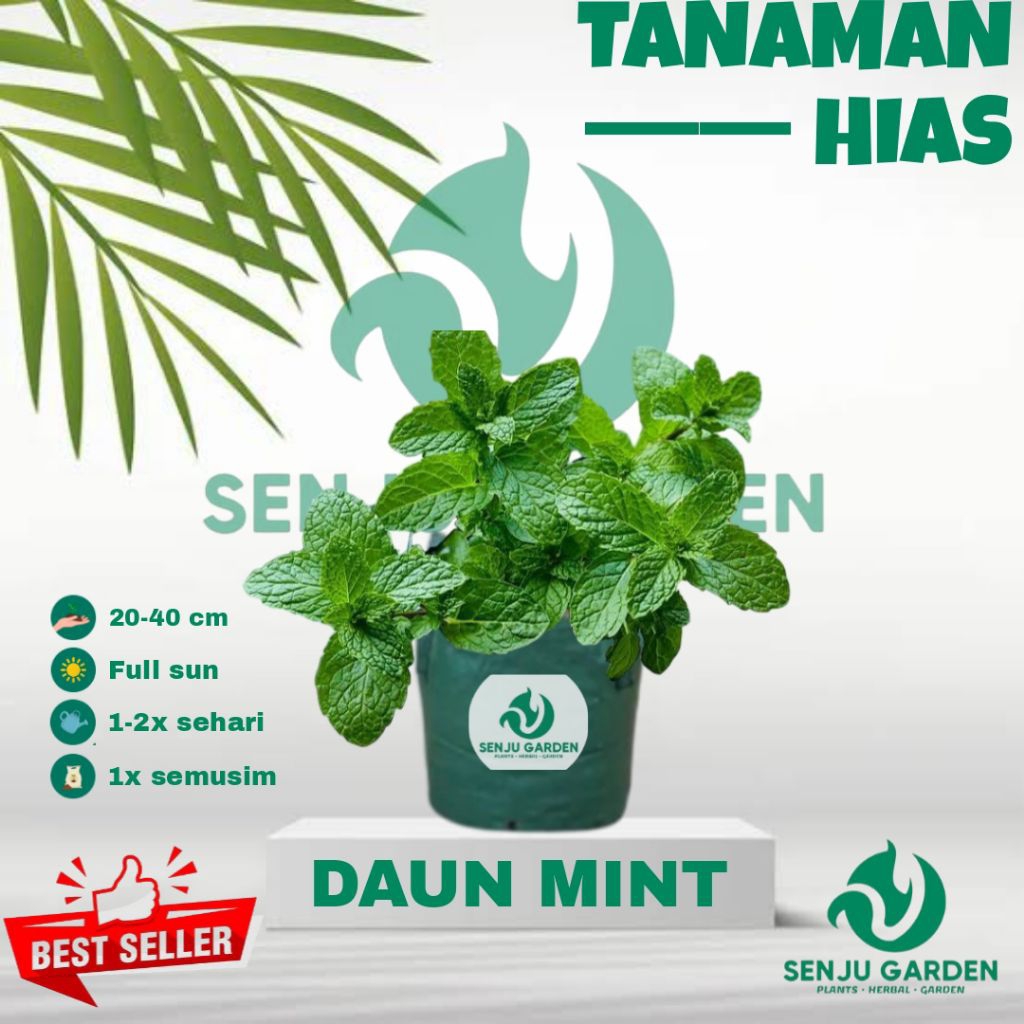 Tanaman hias daun mint / bibit tanaman hias hidup daun mint / tanaman herbal mint
