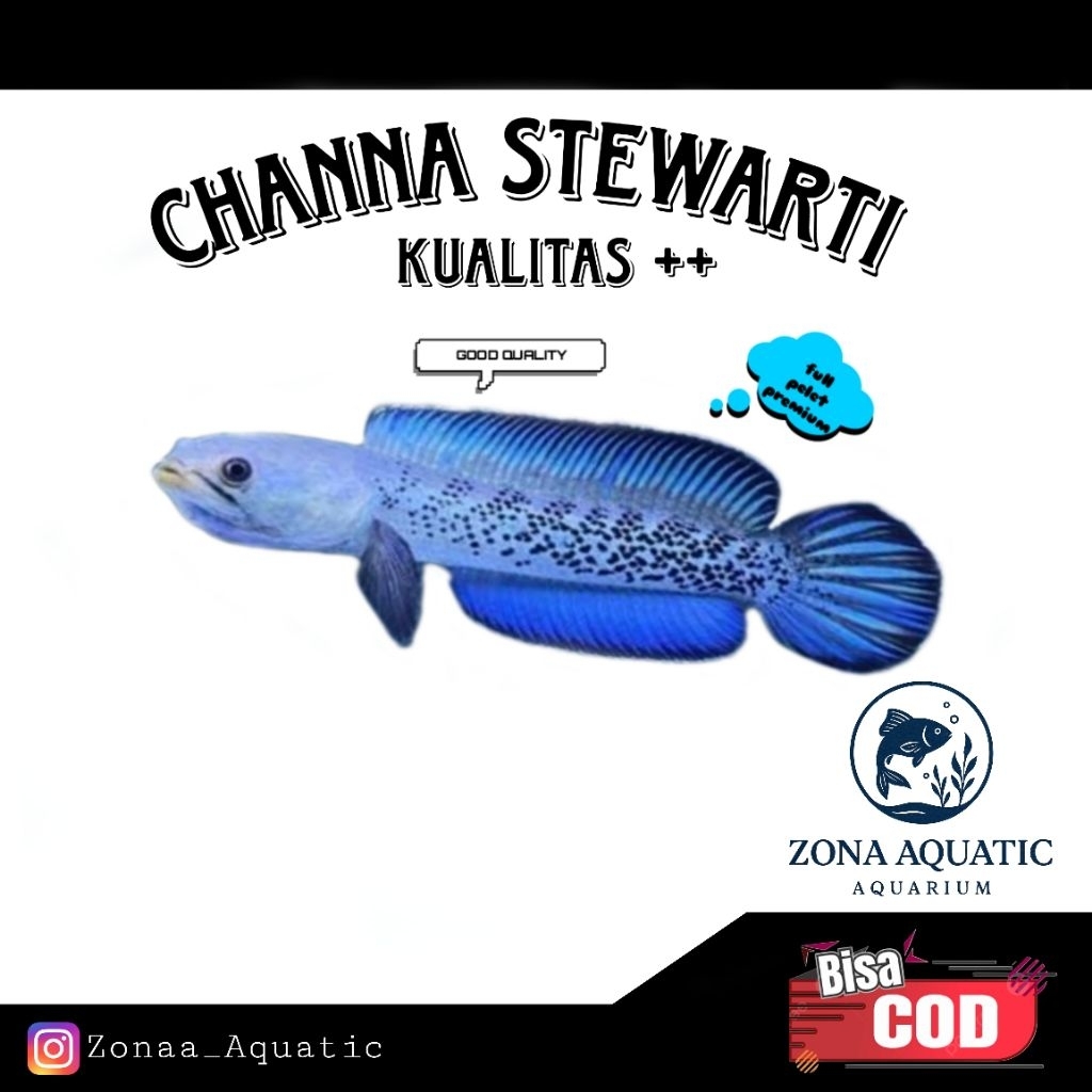 Channa Stewarti karbialong Full dot rim tebal++ bahan progresan 8-10cm COD