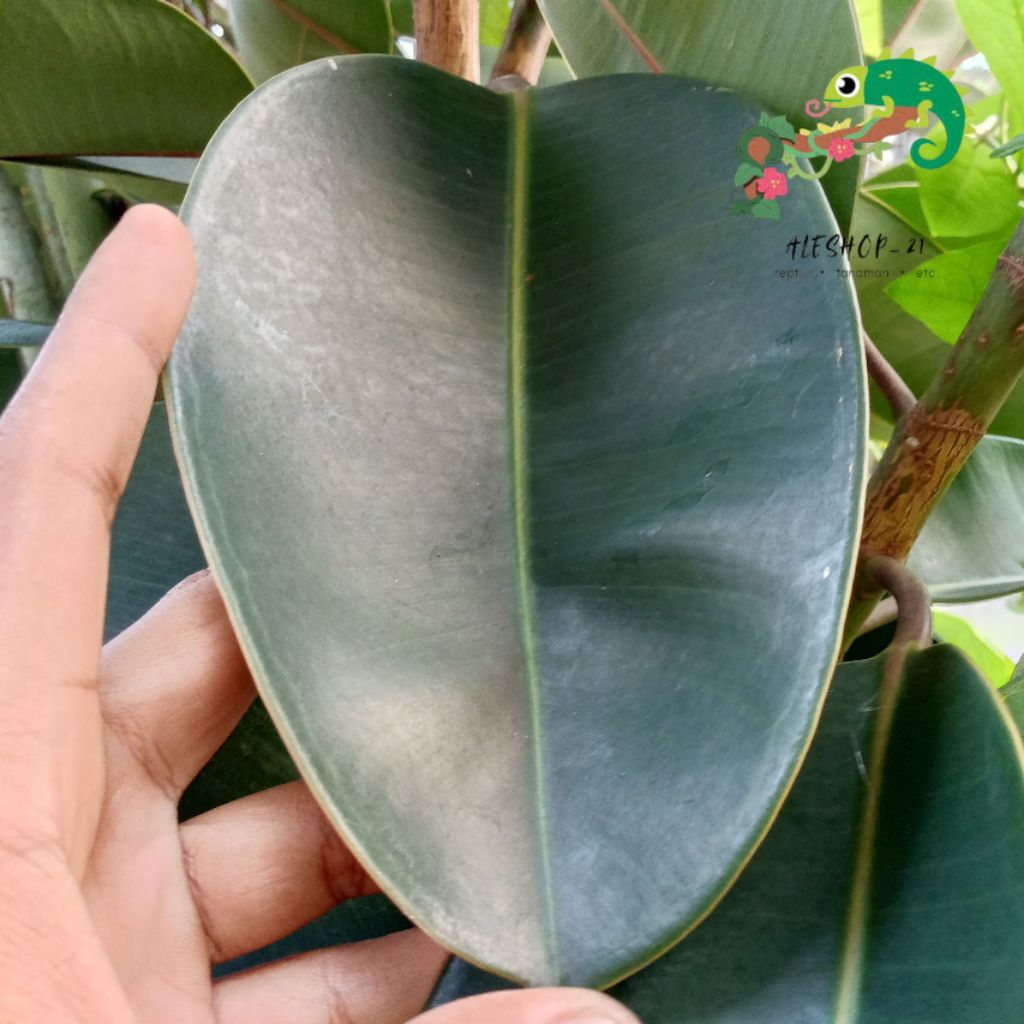 

daun karet kebo segar obat alami untuk mengobati stroke