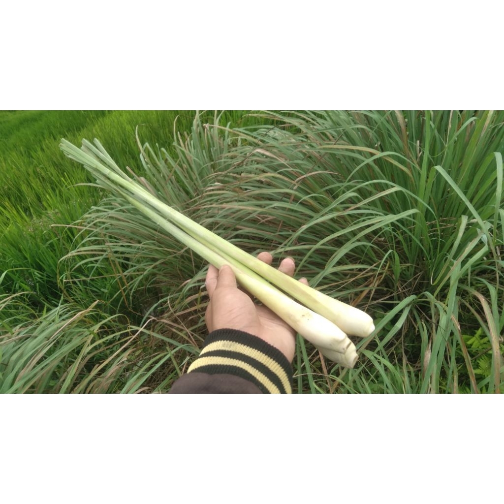 

Sereh serai segar fresh 250 gram dari kebun