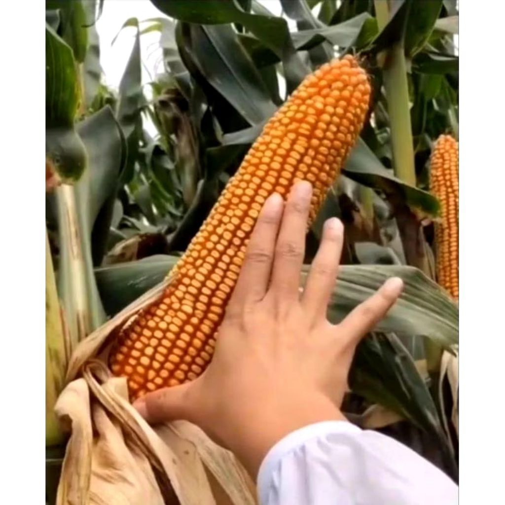 

JAGUNG RAKSASA SUPER 1KG