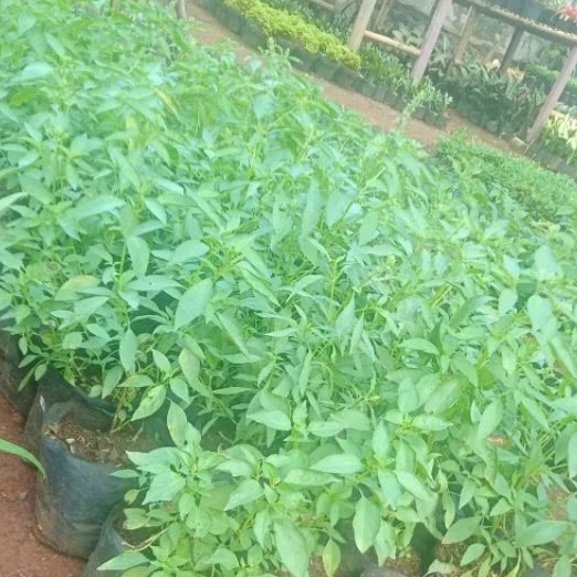 

Tanaman kemangi. Tanaman sayuran. tanaman lalapan