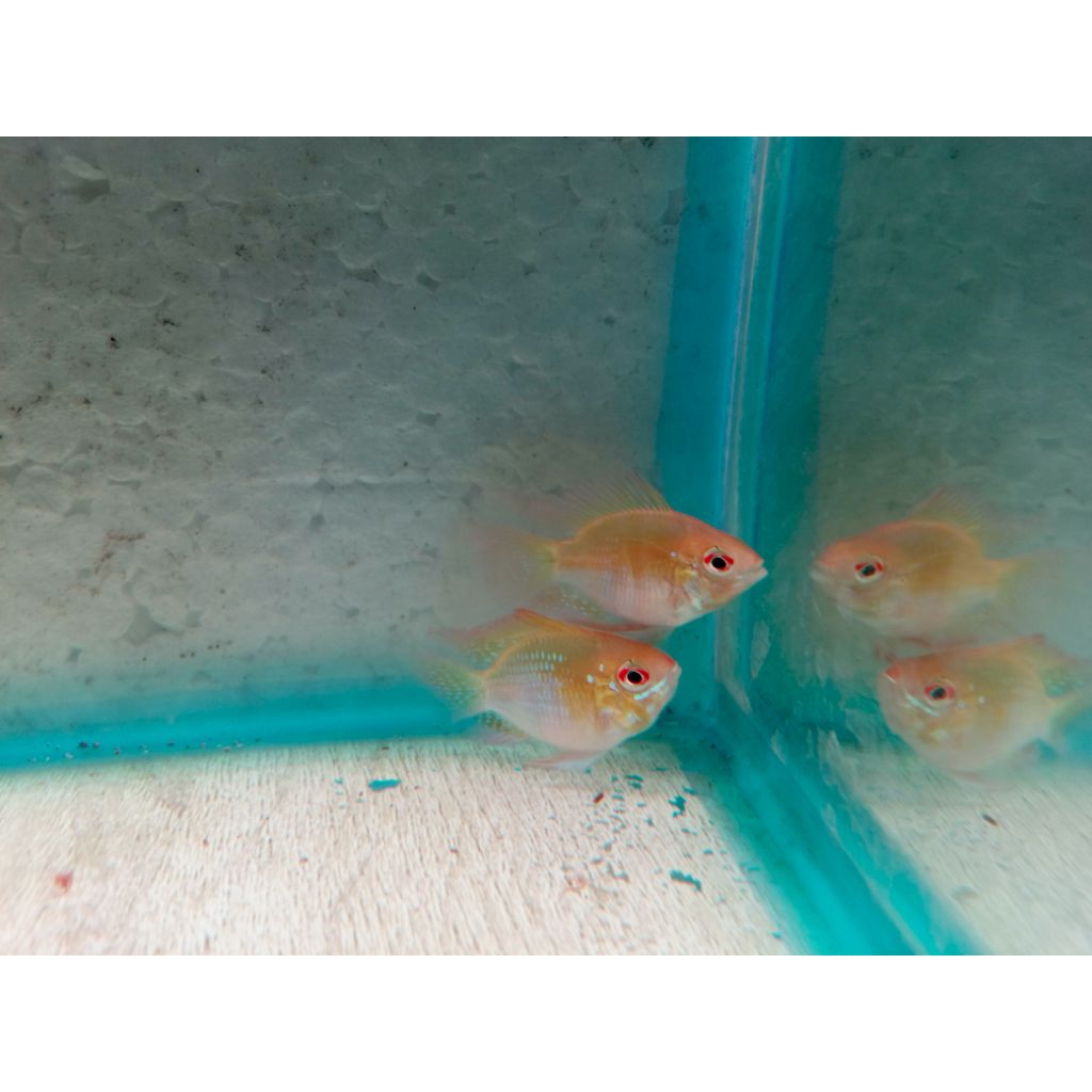 Ramirezi golden balon