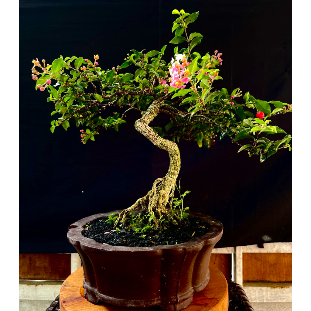 Bonsai Sakura Mikro