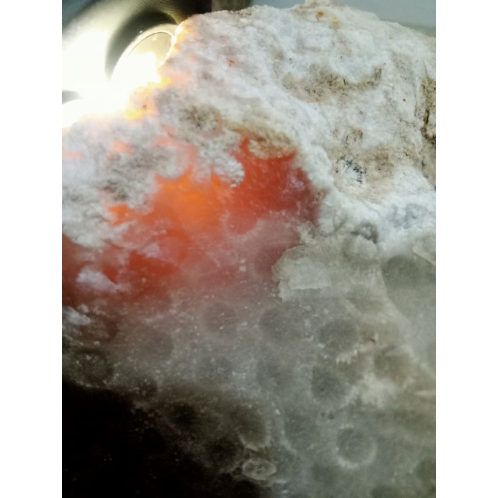 Rough Batu Akik Teratai Sarang Tawon Motif Kepala Mantappp