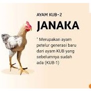 AyamKUB2Balitbangtan