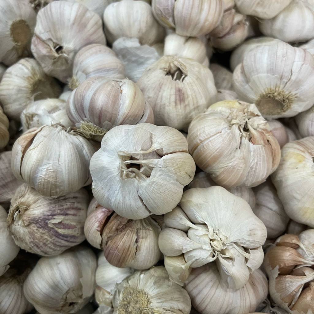 

BAWANG PUTIH /BAWANG PUTI KUALITAS BAGUS/kating