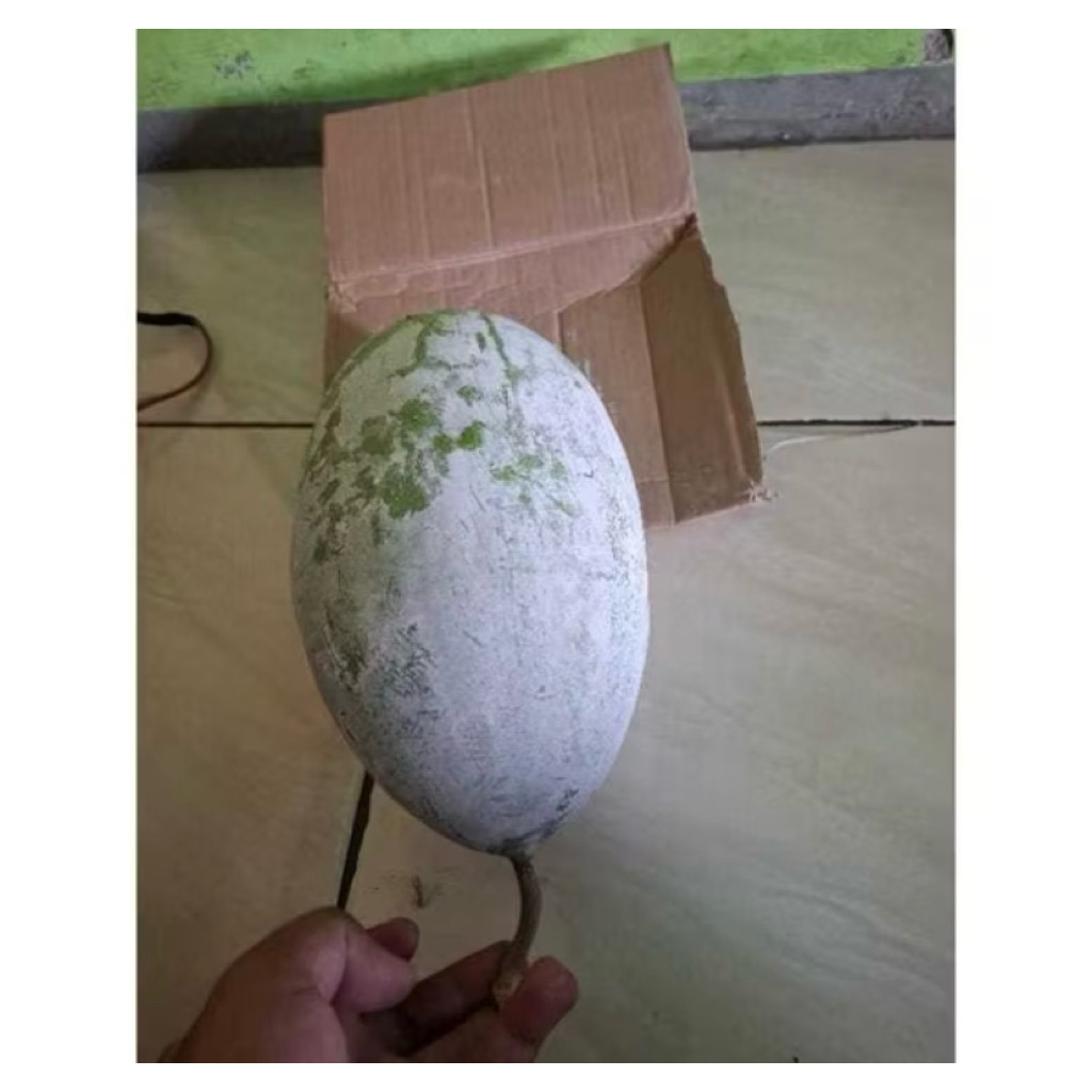 

2 - 2,6 kg Buah Beligo / Bligo / kundur Segar, Sehat, Berkualitas Langsung Petik dari Kebun Sendiri | Per KG