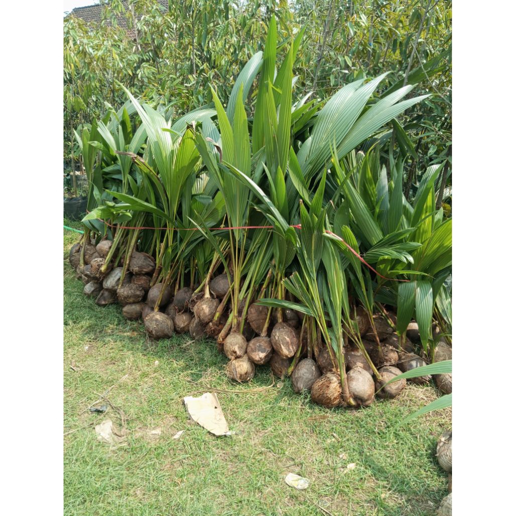 

klapa jenis hibrida segar