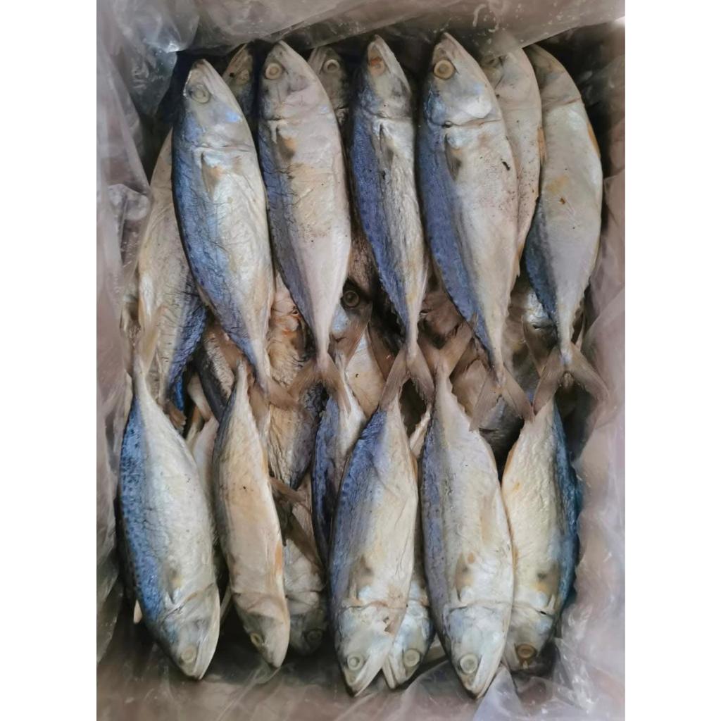 

IKAN ASIN PEDA PUTIH FRESH 1KG