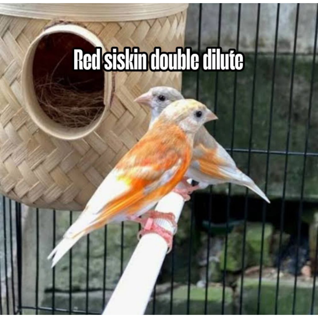 Promo Telur Kenari Red siskin double dilute 2 butir fertil siap tetas