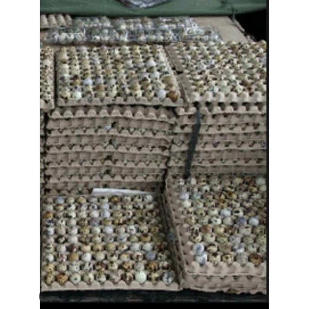 

telur puyuh1 piteng pilihan isi 90 biji bppn