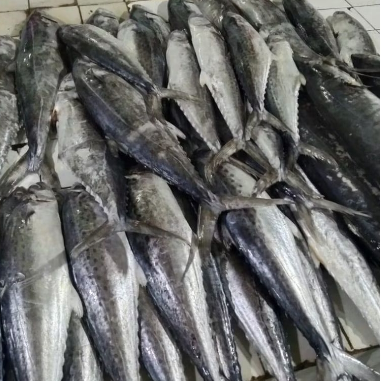 

Ikan tengiri fresh 1 kg best seller