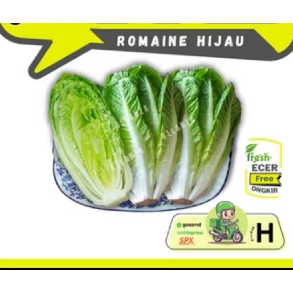 

Sanmonggoo >> Romaine Hijau / Selada Romaine / Romen -- Hasil Bumi Sindoro Sumbing Ecer (H)