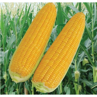 Benih Jagung Manis – Bibit Sayur Buah Manis – Cepat Panen