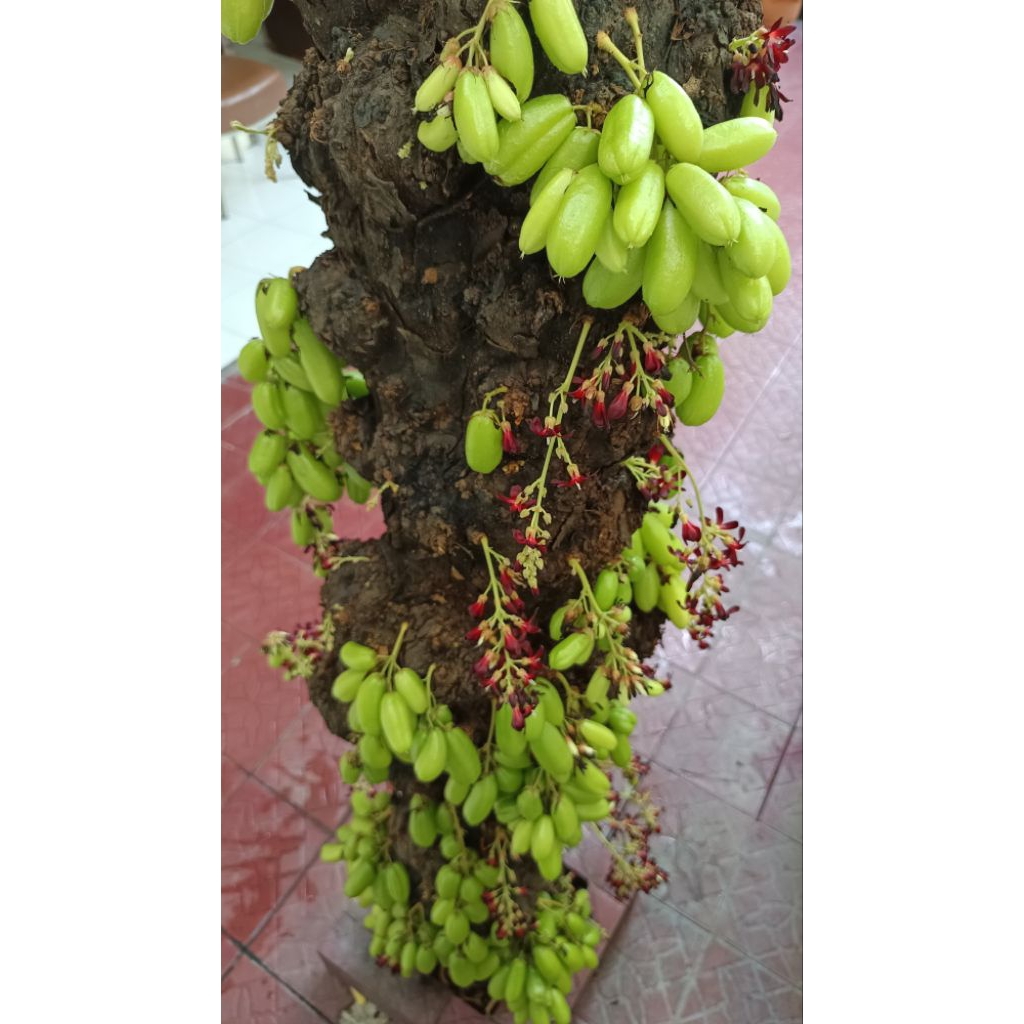 

BUNGA BUAH BELIMBING WULUH SEGAR ORGANIK TANPA PESTISIDA