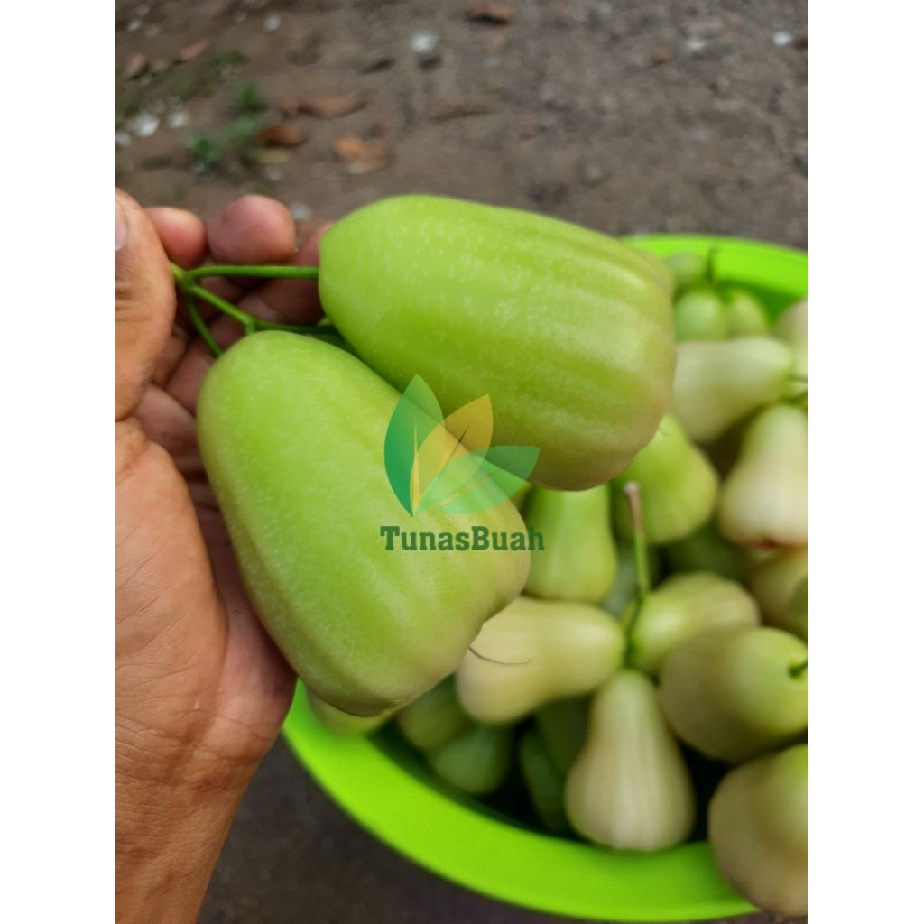 

Bibit Jambu Air Madu Deli Hijau ~ Cangkok