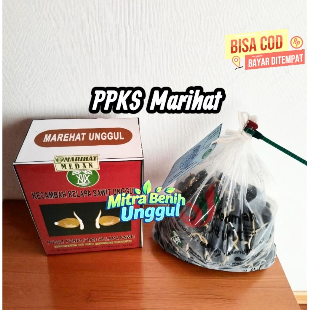Benih Kecambah sawit Marihat Unggul
