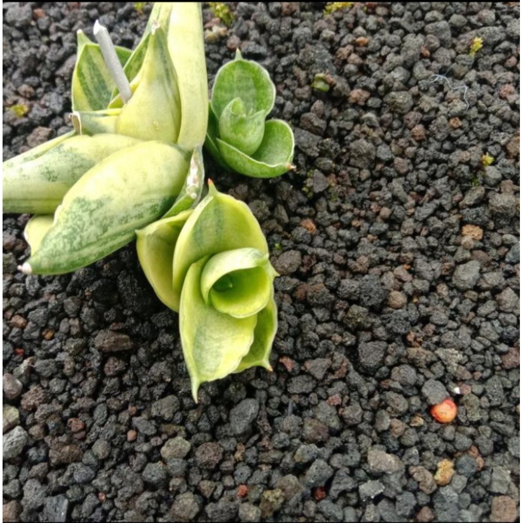 sansevieria boncel new clone variegata / lidah mertua bnc