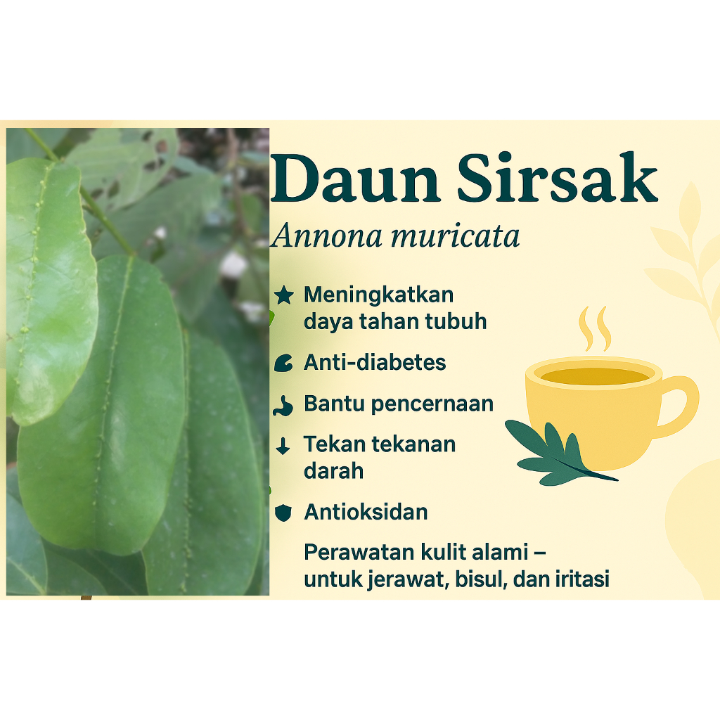 

Daun Sirsak Annona Muricata Herbal Multifungsi Anti-kanker, Anti-diabetes, Bantu pencernaan, Tekan darah, Antioksidan