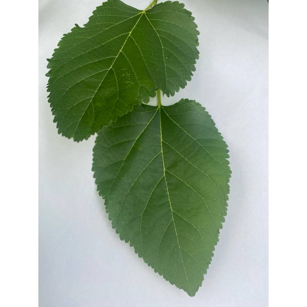 

1 Lembar Daun Murbey Murbei Segar