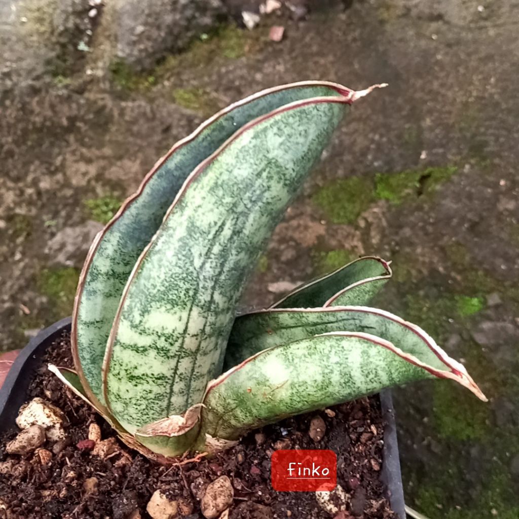 sansevieria R. 1734. sinus simiorum Malawi variegata pelit.