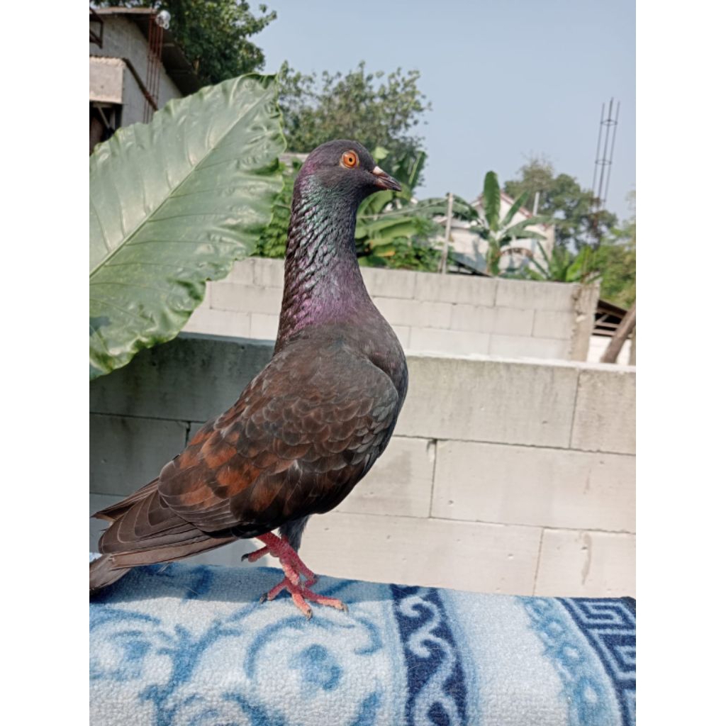 Burung Merpati / burung dara