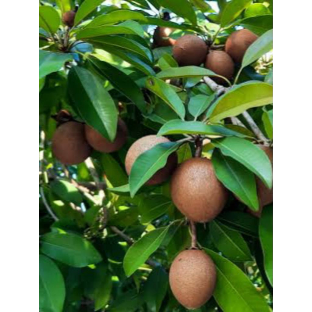 bibit buah sawo madu sudah berbuah