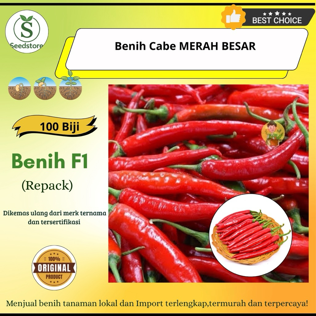 100 Biji Benih Biji Cabe Besar, BENIH CABE SUPER UNGGUL DAN LEBAT