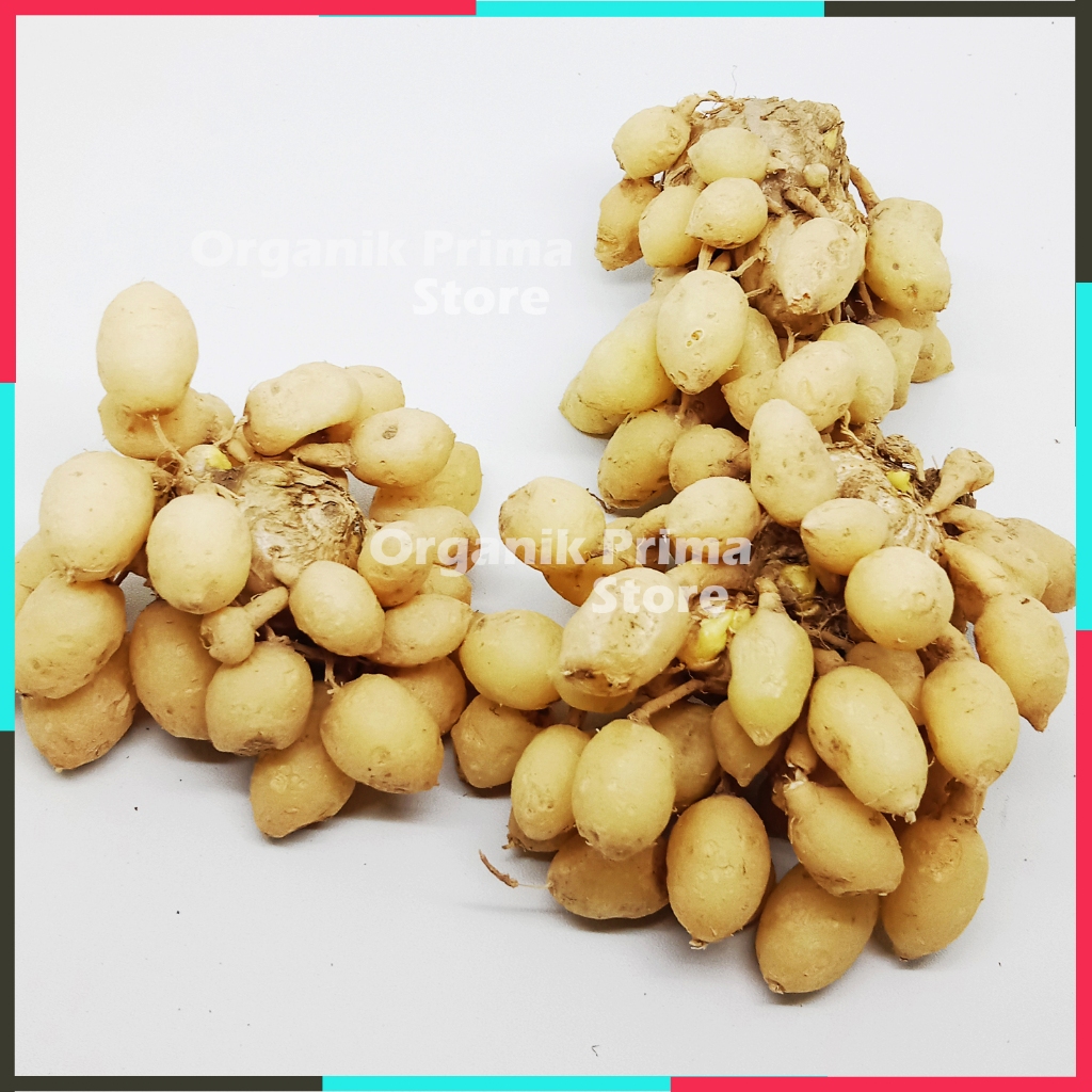 

Kunyit Putih Segar 500gr Kunir Gombyok Asli dan Organik