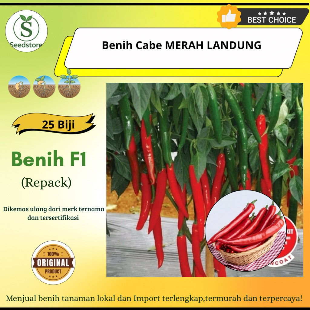 25 Benih Biji Cabe Besar Landung F1 - CABE MERAH BESAR